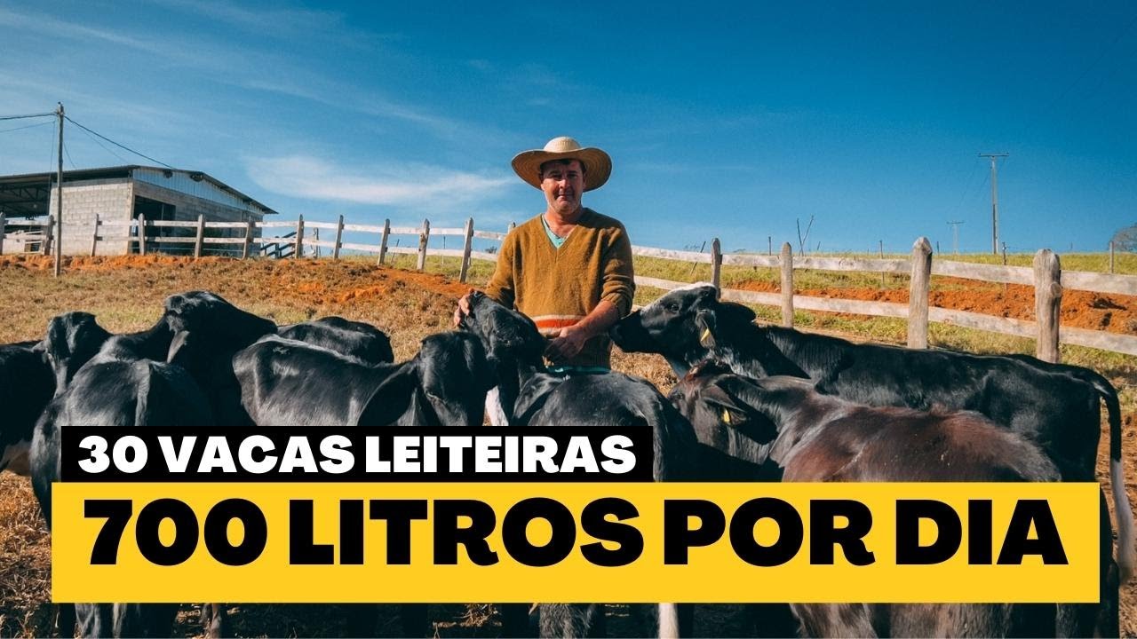 30 vacas produzindo 700 litros por dia! Descubra o segredo por trás do sucesso
