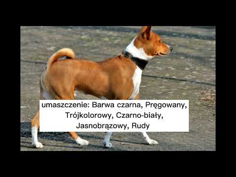 Basenji 🐕 (opis rasy)  -  dlaczego basenji to wyjątkowa rasa ? Sprawdź