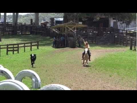 Bocal de ouro da bela aliança - Marcio Streit