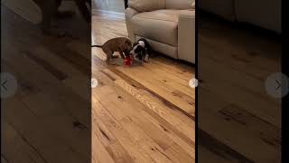 Video preview image #1 American Staffordshire Terrier-Unknown Mix Puppy For Sale in Holly Springs, NC, USA