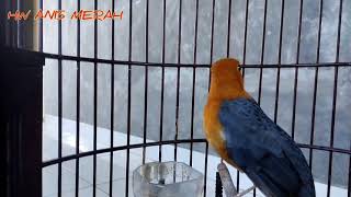 Download lagu anis merah ngriwik ngeplong ampuh merangsang bunyi anis merah lain mp3 Download lagu anis merah ngriwik ngeplong ampuh merangsang bunyi anis merah lain mp3