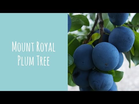 download lagu mp3 mp4 Blue Plum Fruit, download lagu Blue Plum Fruit gratis, unduh video klip Blue Plum Fruit