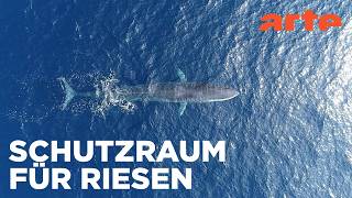 Zwischen Korsika und Italien: Das Reich der Wale | Fragile Schönheit Mittelmeer 