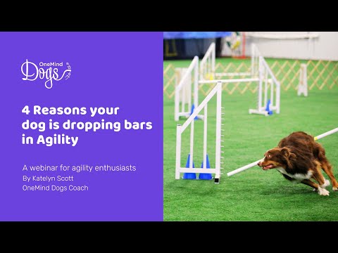 FREE Webinar: 4 reasons your dog is dropping bars in agility