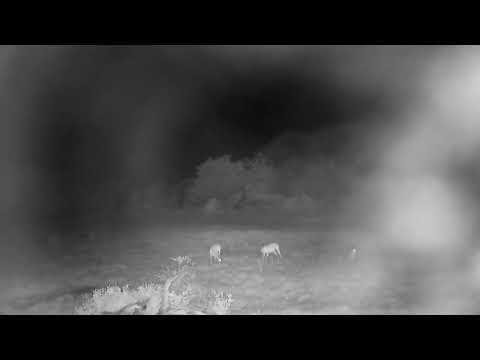 Djuma: Impala resting - 02:46 - 12/01/2022
