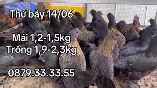 Thứ bảy 14/06