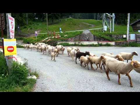 Col de Turini 20/6/14