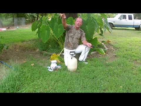 image-What is the best homemade mosquito repellent for the yard?