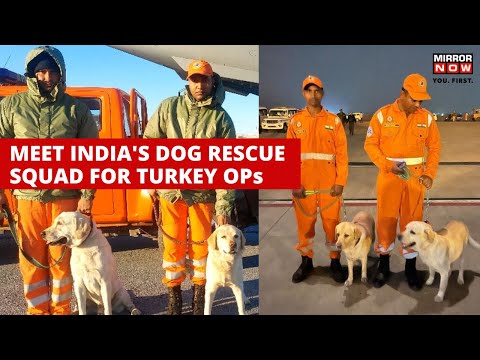 Turkey Earthquake: Meet India's Dog Rescue Squad For Turkey Operation