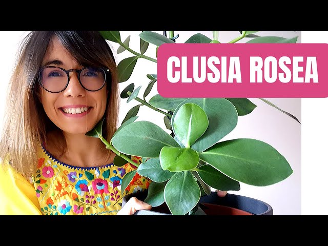 Videouttalande av Clusia rosea Engelska