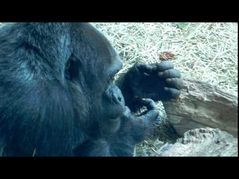 Crazy Puking Gorrila