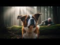 Rescuing an Old Man… You Won’t Believe How This Saint Bernard Responds to His Cry for Help!
