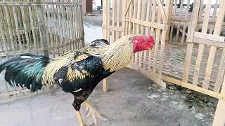 Download lagu ayam bangkok katuranggan warna bulu wido kemlandingan dari bantul jogjakarta | katuranggan ayam mp3