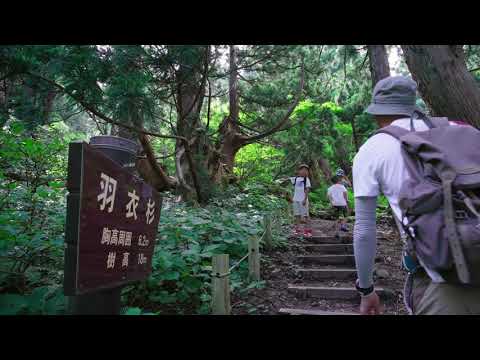大佐渡石名天然杉遊歩道【夏編】
