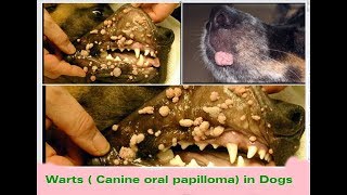 Warts ( Papilloma )  in dogs| Puppy Series |10