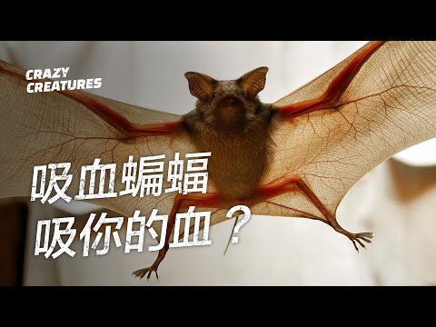 蝙蝠會咬人嗎