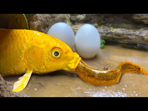 Koi Carp Eating Loach - Stop Motion ASMR Relaxing Cooking eggs - Best Fishing Video Cuckoo