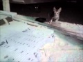 Hillarious FRED AND BARNEY FIRST CONTACT FRED LET ME PET HIM STRAY KITTENS 2014