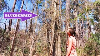 GIANT SWAMP BLUEBERRIES and WILD ELDERBERRY in Coastal N.C.