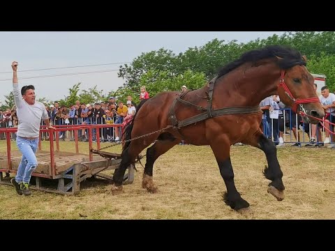 Armăsarul Cezar locul 1 la tracțiune Sebi de la Medieșu Aurit-Satu Mare 2022