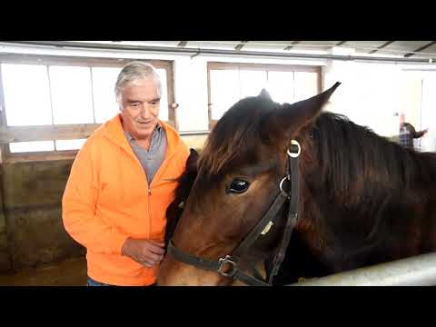 Letzte große Fohlenauktion Maishofen 25 10 2022