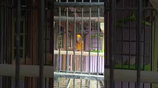 Download lagu Burung manyar jantan suara asli alam mp3