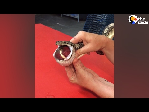 Snake Gets Tennis Ball Massaged Out of Throat | The Dodo