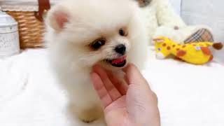 ポメラニアンの動画02