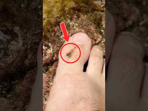Estas GAMBAS te comen VIVO #animales #peces #pesca #naturaleza