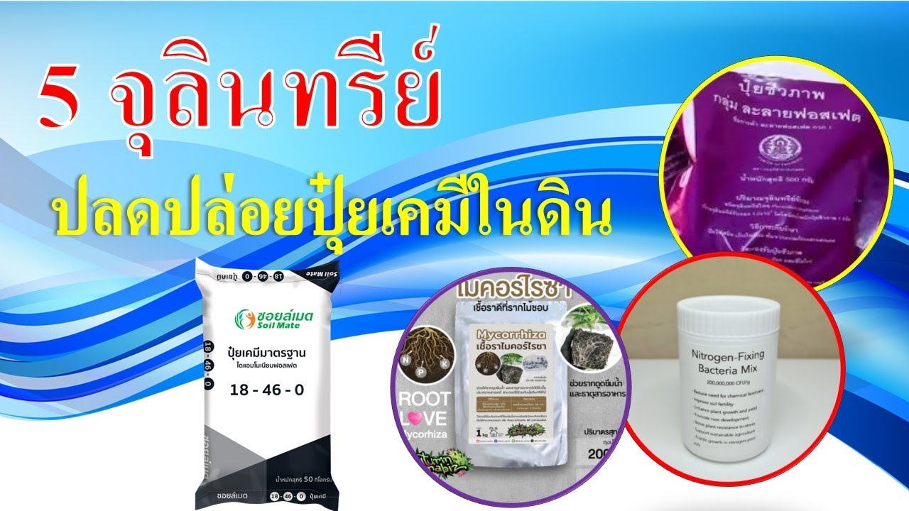 สรุป: 5 จุลินทรีย์มหัศจรรย์ ปลดปล่อยปุ๋ยเคมีในดิน N-P-K จาก Kasetworld โลกแห่งการเกษตร