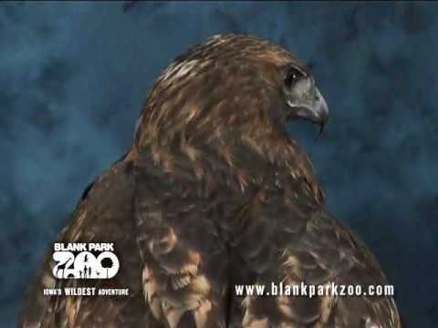 Red Tailed Hawk at the Blank Park Zoo