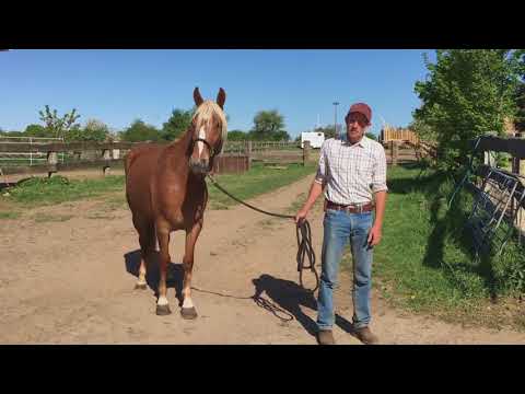 MUSTANG MAKEOVER 2018 Team Tom (TAG 3926) - Update 3