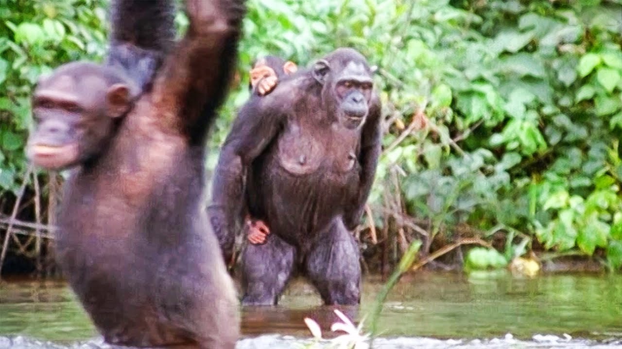 Chimpanzees Go Shopping Walk On The Wild Side Funny Talking Animals BBC Earth