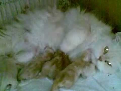 Dr.Raheel's Punch Face Cat Mootu feeding its Kittens