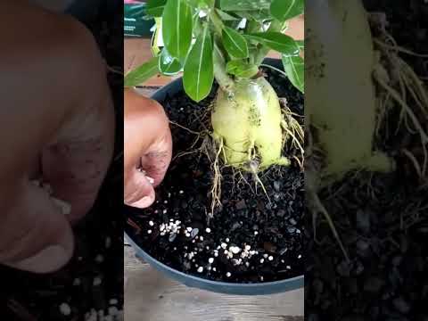 como usar adubo npk-4-14-8 ou npk-10-10-10 pra qualquer planeta #2023 #selva #music #please #nature