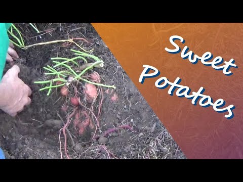 You Can Harvest Sweet Potatoes Like This Also 10-4-2021