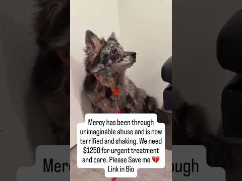 Please 💔 [Donate on the Link in Bio]🙏#usa #canada #uk  #australia #germany #florida #unitedstates