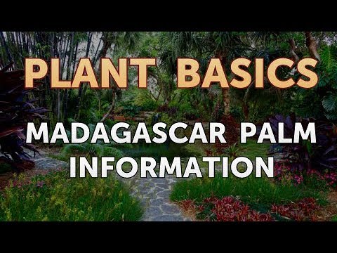 How to Dry an Overwatered Plant