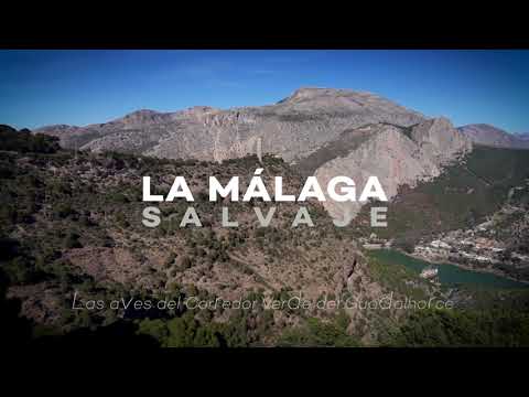 La Málaga Salvaje. Las aves del Corredor Verde del Guadalhorce