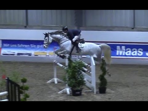 Corthado by Cellestial x Coriano x Calando of 2013