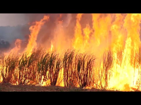 Incêndio atinge canavial de Usina, em Cordeirópolis