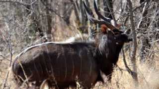 preview picture of video 'Hico u Africi - Gold medal  Waterbuck and Kudu'