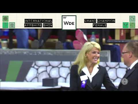 168 AYRSHIRE GRAND CHAMPION FEMALE