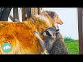 Three Raccoons Get Puppies And Become Obsessed With Them Cuddle Buddies