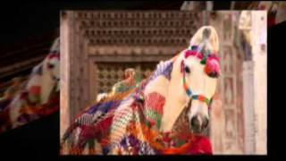 preview picture of video 'Marwari Horses from India 2010/2  www.slawik.com'