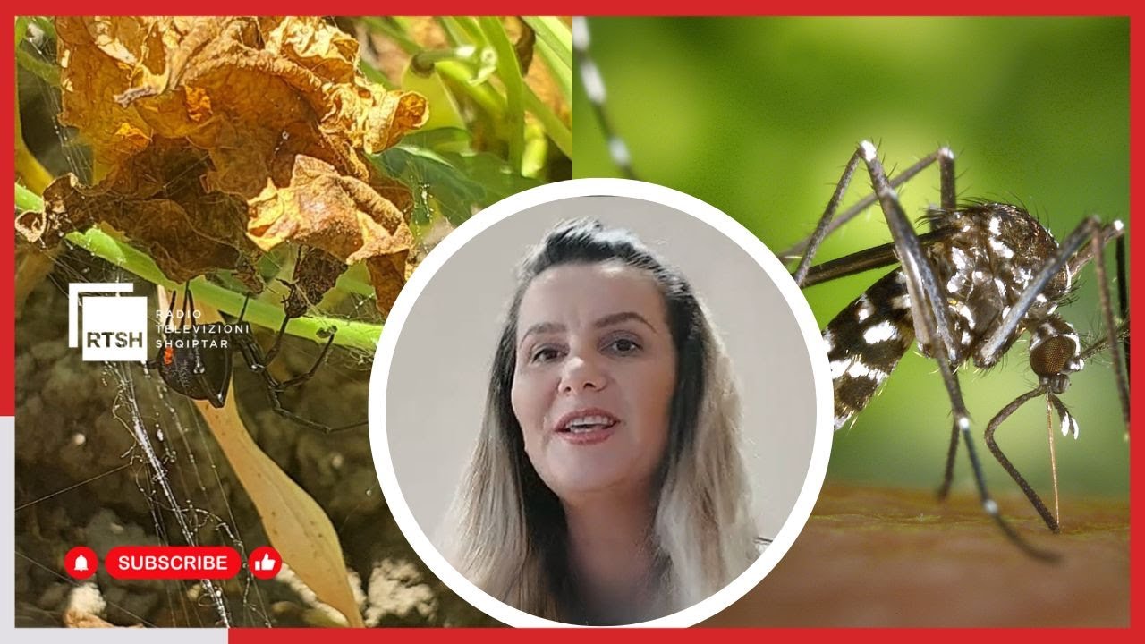 Insektet e verës, si të mbrohemi nga pickimet dhe sëmundjet që ato shkaktojnë?