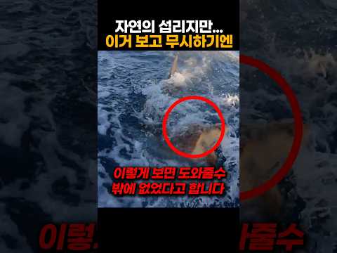 그래도 살려주고싶어..