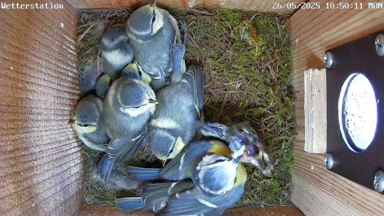 Ein totes Küken bei den Blaumeisen wird entfernt! | 26.05.2025