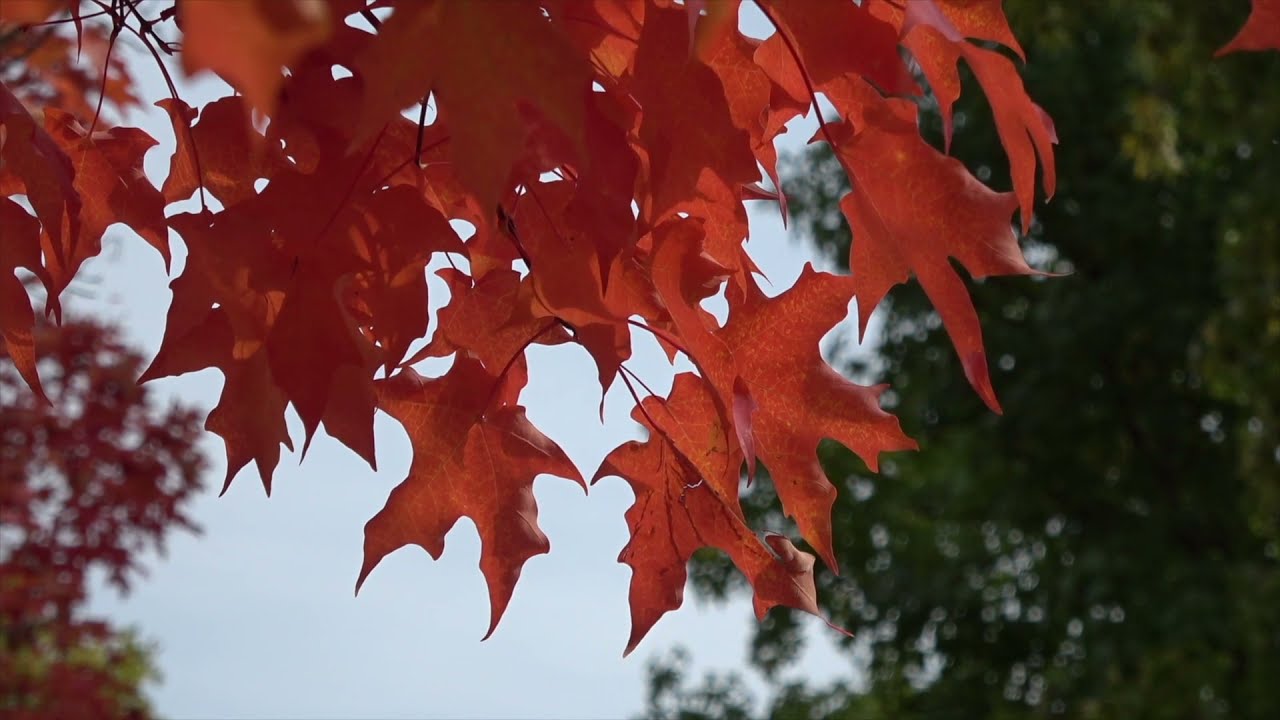 Best Autumn Stock Footage [Copyright Free]