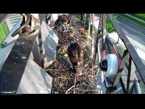 Red-tailed Hawk Chicks Exercise Their Wings – June 1, 2018
